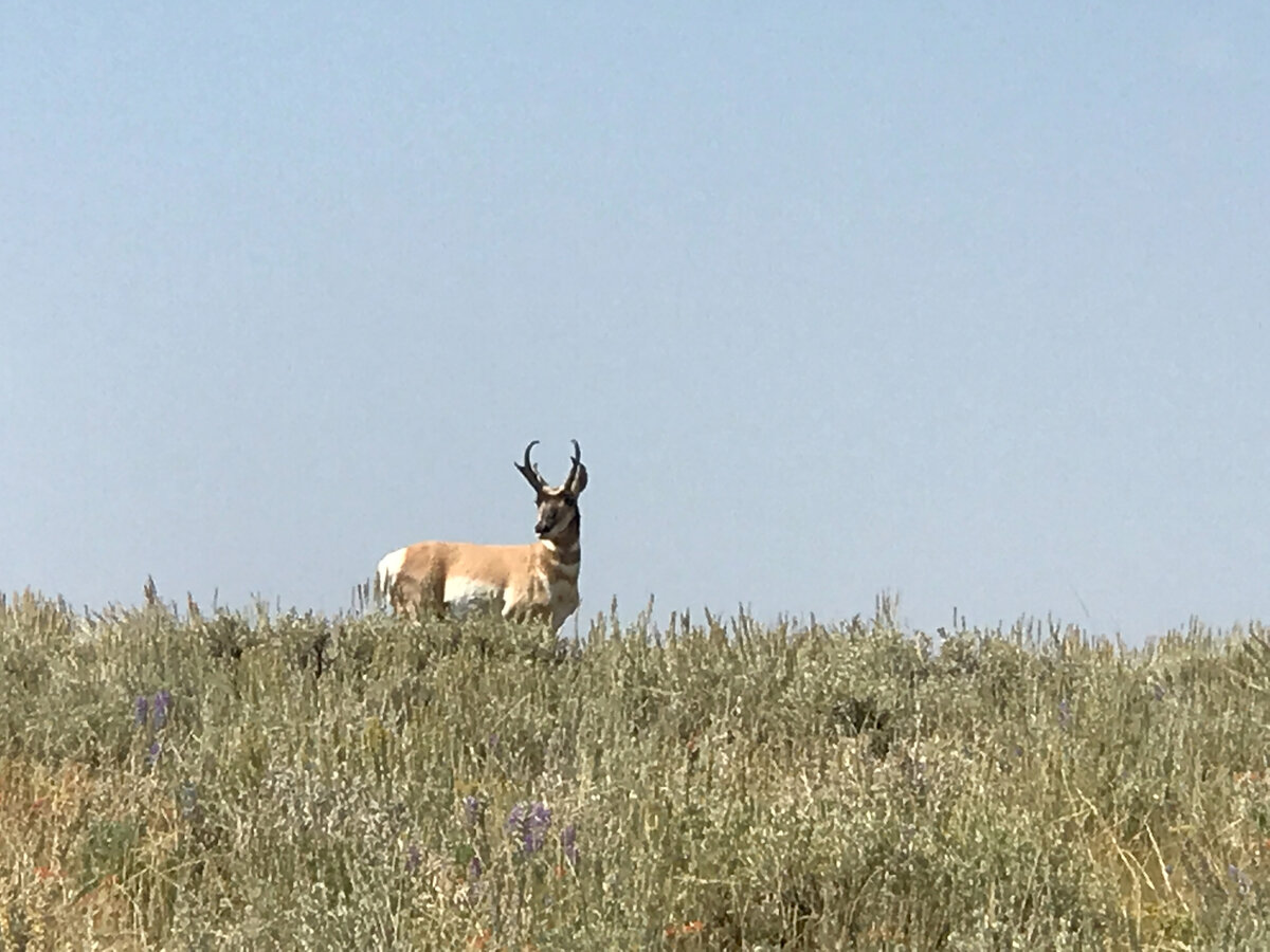 Pronghorn antelope on sagebrush hillside